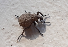 Brachycerus balearicus