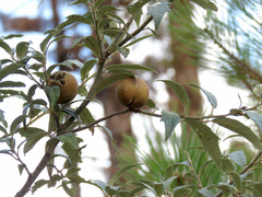 Amphibolips trizonata