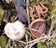 Gyromitra perlata
