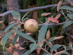 Amphibolips trizonata