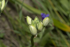 Ornithogalum arabicum