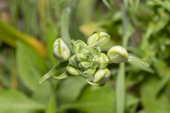 Ornithogalum arabicum