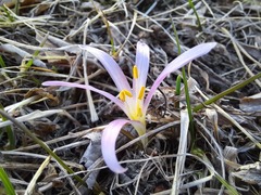 Colchicum trigynum