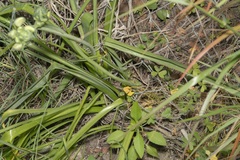 Ornithogalum arabicum
