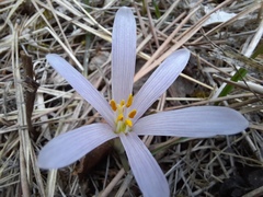 Colchicum trigynum