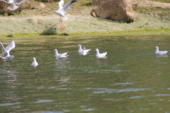 Chroicocephalus serranus