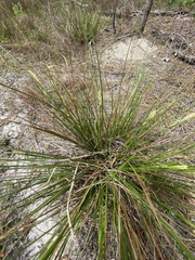 Carex tenax