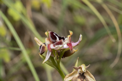 Ophrys reinholdii