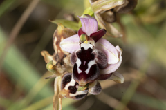 Ophrys reinholdii