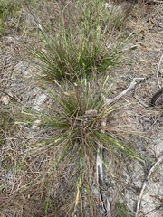 Carex tenax