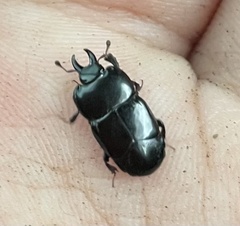 Hololepta