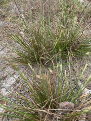 Carex tenax