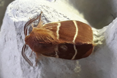 Macrothylacia digramma