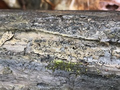 Acanthostigma minutum