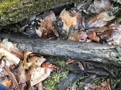 Acanthostigma minutum