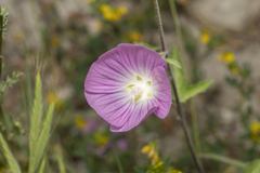 Malva punctata