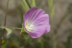Malva punctata