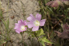 Malva punctata