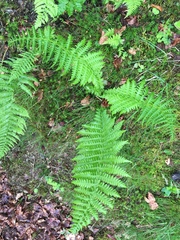 Oreopteris limbosperma