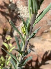Boechera consanguinea