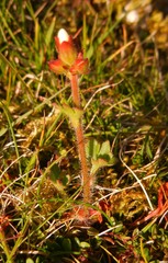 Saxifraga
