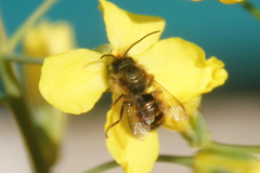 Osmia bicornis