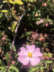 Cistus × skanbergii