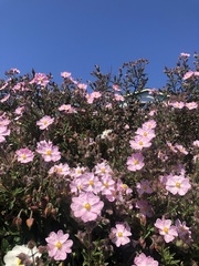 Cistus × skanbergii