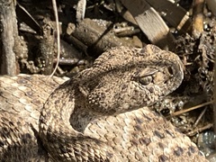 Crotalus atrox