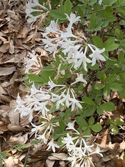 Rhododendron atlanticum