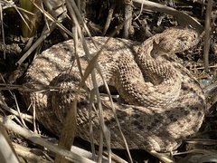 Crotalus atrox