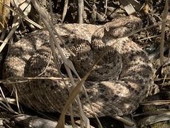 Crotalus atrox