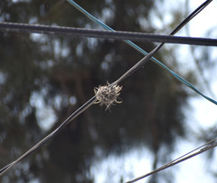 Tillandsia recurvata