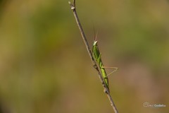 Apteromantis aptera