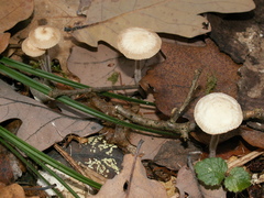 Mycetinis prasiosmus