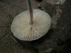 Mycetinis prasiosmus