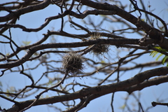 Tillandsia recurvata