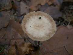 Mycetinis prasiosmus