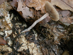 Mycetinis prasiosmus