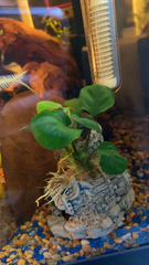 Anubias