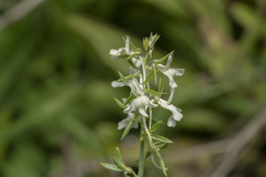 Linaria chalepensis