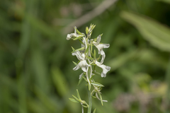 Linaria chalepensis