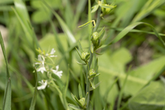 Linaria chalepensis