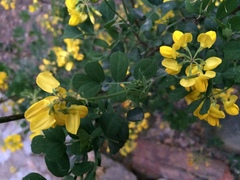 Coronilla valentina glauca
