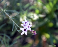 Stevia satureiifolia