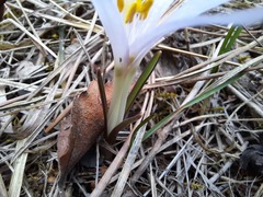 Colchicum trigynum