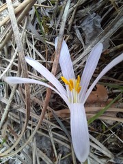 Colchicum trigynum