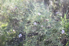 Stevia satureiifolia