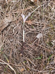 Colchicum trigynum