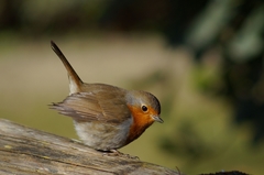 Erithacus rubecula